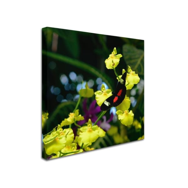 Kurt Shaffer 'Doris Longwing Butterfly On Orchid' Canvas Art,24x24